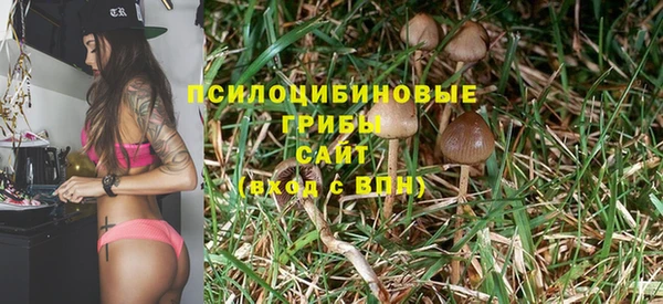 сатива Сясьстрой